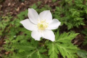 Anemone apennina