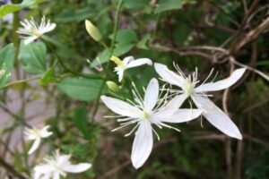 Clematis terniflora