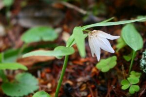 Fritillaria ayakoana