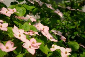 Kousa Dogwood