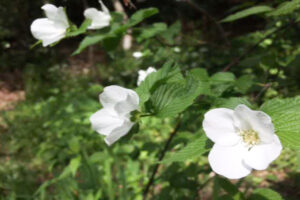 Rhodotypos scandens