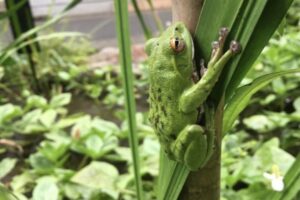 forest green tree frog