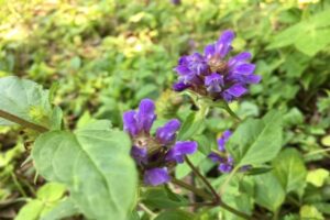 self-heal