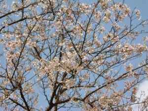 久徴園に咲くサクラ