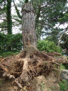 伐採後根本部分（根の部分を除いて長さ約2m）