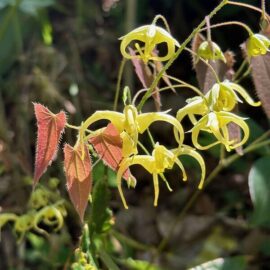 久徴園の草木花2025年4月