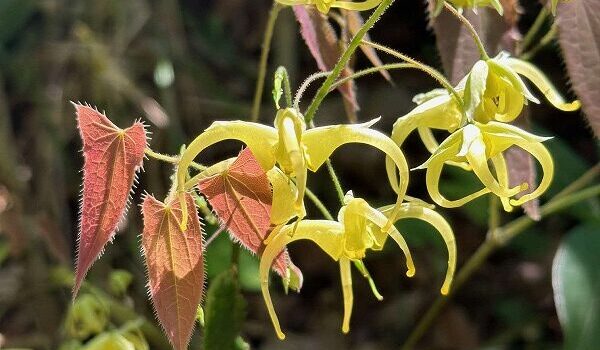久徴園の草木花2025年4月