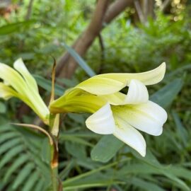 久徴園の草木花(2025年7月)
