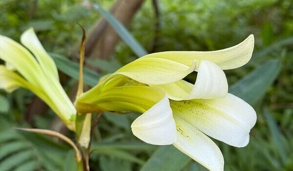 久徴園の草木花(2025年7月)
