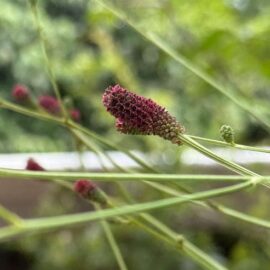 久徴園の草木花(2025年8月)