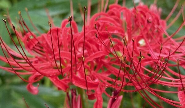 久徴園の草木花(2025年9月)