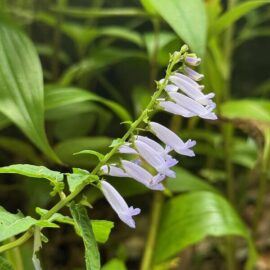 久徴園の草木花(2025年10月)