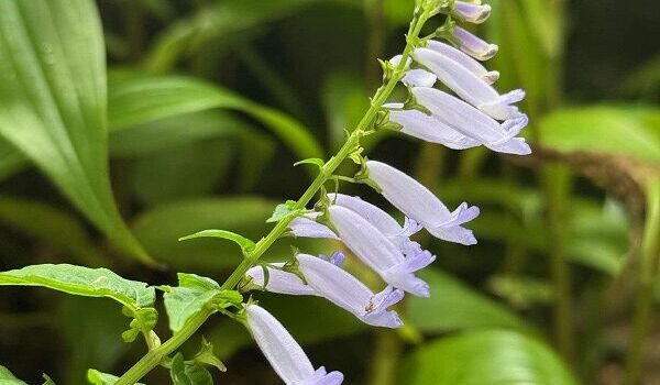 久徴園の草木花(2025年10月)