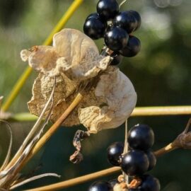 久徴園の草木花(2025年11月)