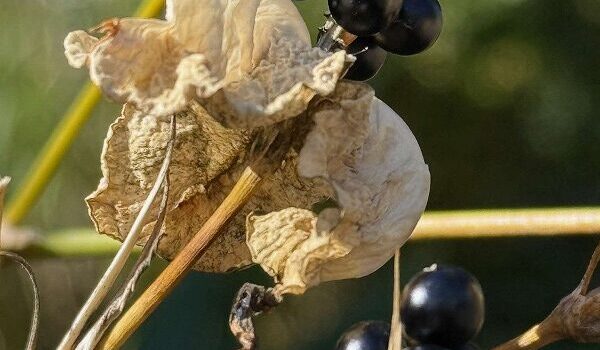 久徴園の草木花(2025年11月)