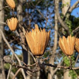 久徴園の草木花(2025年12月)