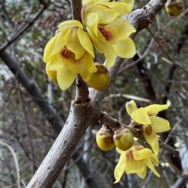 久徴園の草木花(2026年1月)
