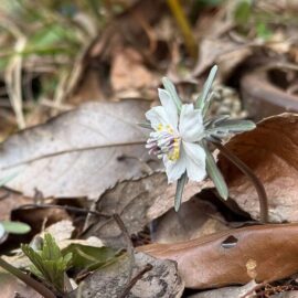 久徴園の草木花(2026年2月)