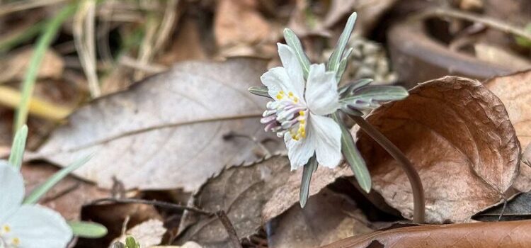 久徴園の草木花(2026年2月)