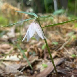 久徴園の草木花(2026年3月)