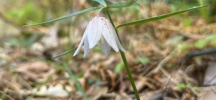 久徴園の草木花(2026年3月)