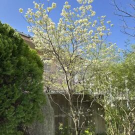 久徴園の草木花2026年4月