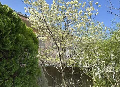 久徴園の草木花2026年4月