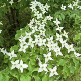 久徴園の草木花（2026年6月）