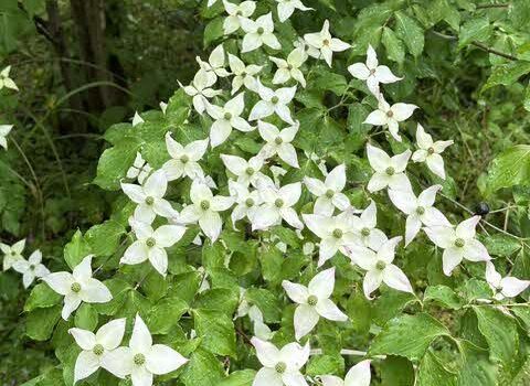 久徴園の草木花（2026年6月）