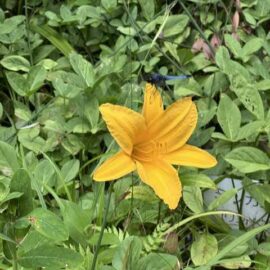 久徴園の草木花（2026年7月）