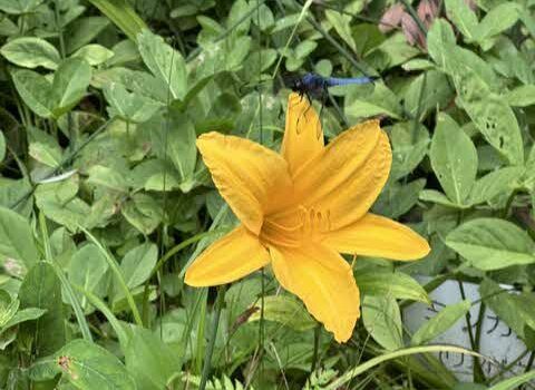 久徴園の草木花（2026年7月）