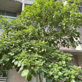 久徴園の草木花（2026年8月）