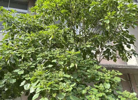 久徴園の草木花（2026年8月）