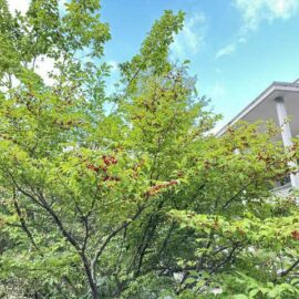 久徴園の草木花（2026年9月）