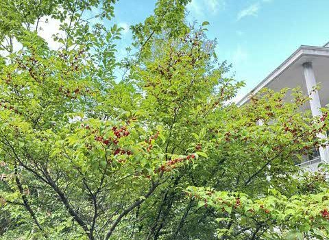 久徴園の草木花（2026年9月）