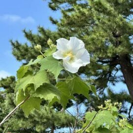 久徴園の草木花（2026年10月）