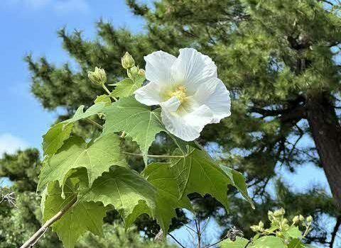 久徴園の草木花（2026年10月）